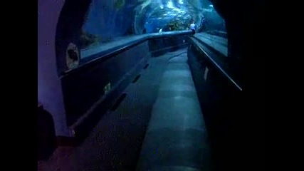 Подводен тунел аквариум в Шанхай