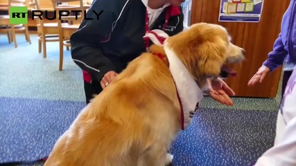 Meet Smiley, The Blind Therapy Dog That Helps Children Read