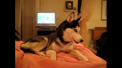 Husky Dog Talking - I love you