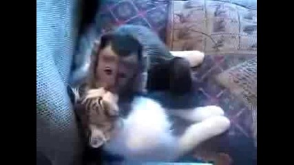 Маймунка обича коте