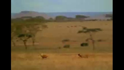 Гладен Циганин - Cazadores vascos en Africa