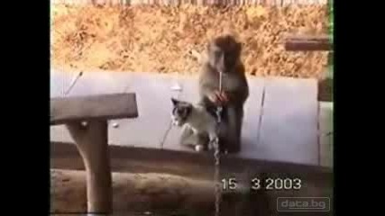 Маймуна Си Има Приятел - Котка
