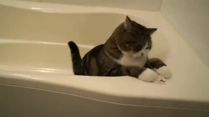 Котето Мару си играе във ваната