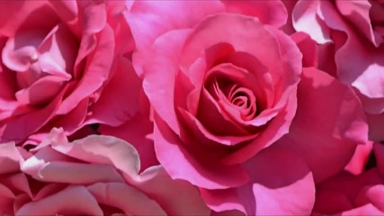 Beautiful roses - images by Hiroko music by Judyesther