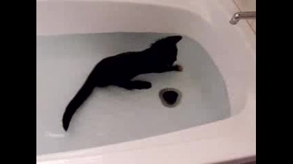 сладко котенце си играе във ваната