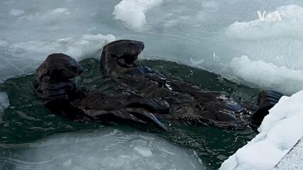 Истински чаровници: Морските видри на Аляска