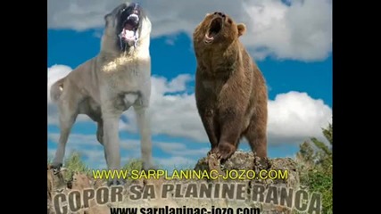Big Dogs 1
