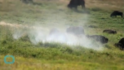 Какво се случва с дивите бизони в Монтана