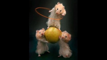 Very very funny animals! Много Много Смешни Животни! 