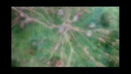 Sarah Brightman - Who Wants To Live Forever