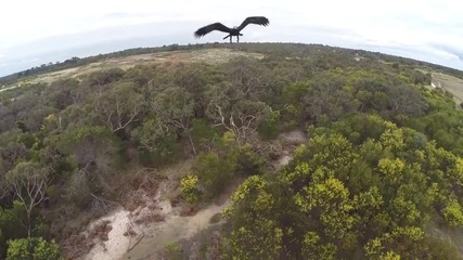 Голям орел атакува дрон - Австралия