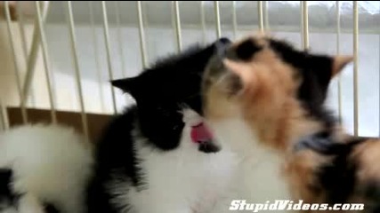 Как се целуват котките 