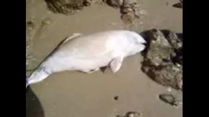 Мъртво делфинче На плажа в Созопол