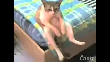 Котка която седи като човек