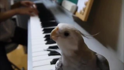 Свирещ папагал ... с Уста :))
