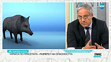 Чумата по прасетата – Какъв е размерът на опасността?