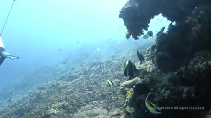 Бали, Индонезия, Подводна Свят, Crystal Bay, Nusa Penida