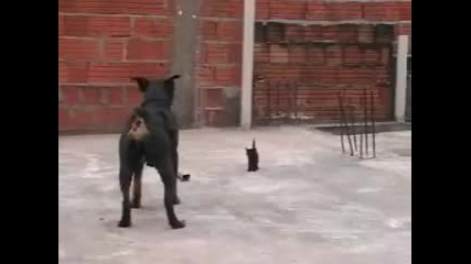 Супер Коте