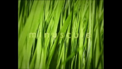 Minuscule``c'est noеl