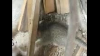 cats