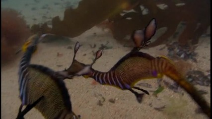 Морските кончета