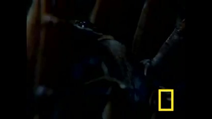 Giant Tarantula