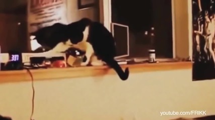 Защо котките обичат да събарят вещите ви