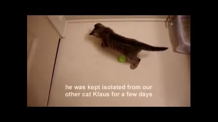 Слепичко коте си играе