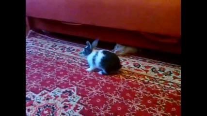 Игра на коте и зайче - смях