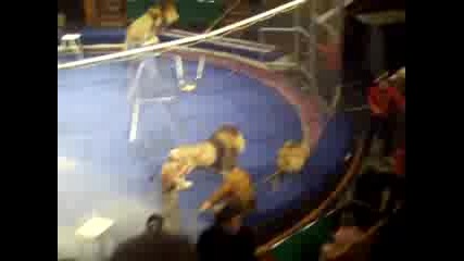 Атаката на лъвовете в цирка по време на изпълнението 