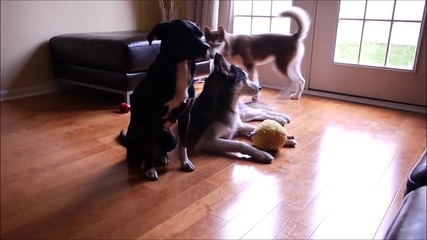 Кучето Лайка се кара на Мишка !!