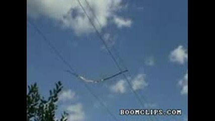 tree branch vs power lines 