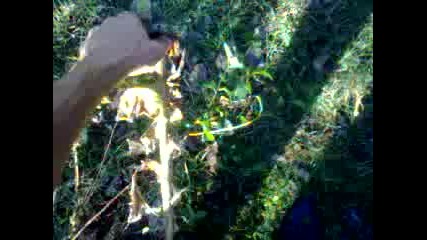Basak Saldirisi Yes 2014 Hd