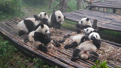 Сладки панди закусват