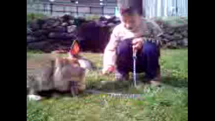 dete na 3 godini pase zaek