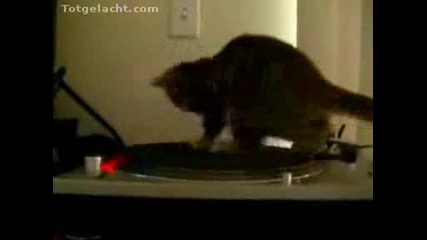 Котка се върти на грамофон