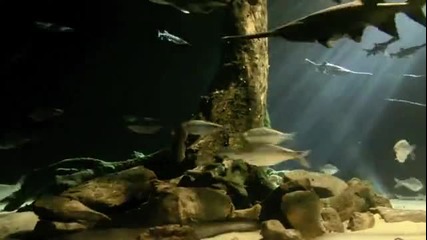 Amazing Aquarium - Oklahoma 