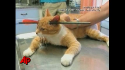 Котка прободена със стрела оцелява 