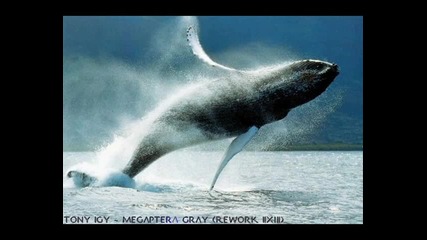 2012 * Tony Igy -- Megaptera Gray (rework 2012)