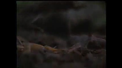 Mice vs Scorpion