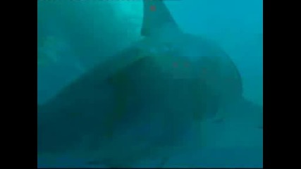 Ужасът На Морето - Акулата Мегалодон