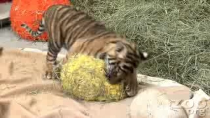 Малко бебе тигър