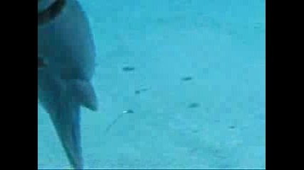 Делфини Играят С Обръчи