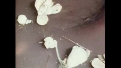 Electric Eel - - National Geographic.flv