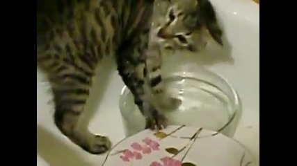 Котка мие чинии