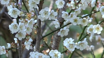 Plum Blossom