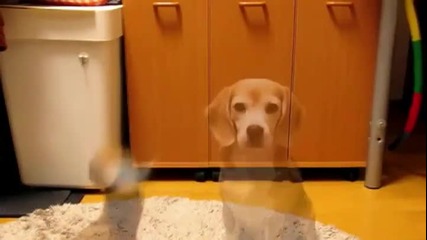 Кученце иска да стане вратар