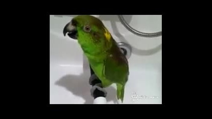 Симпатичен пеещ папагал