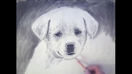 Speed Drawing dog portrait - A sad puppy. 