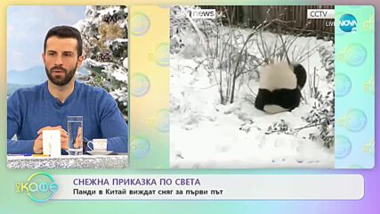Снежна приказка по света: панди в Китай виждат сняг за първи път - „На кафе” (29.12.2021)